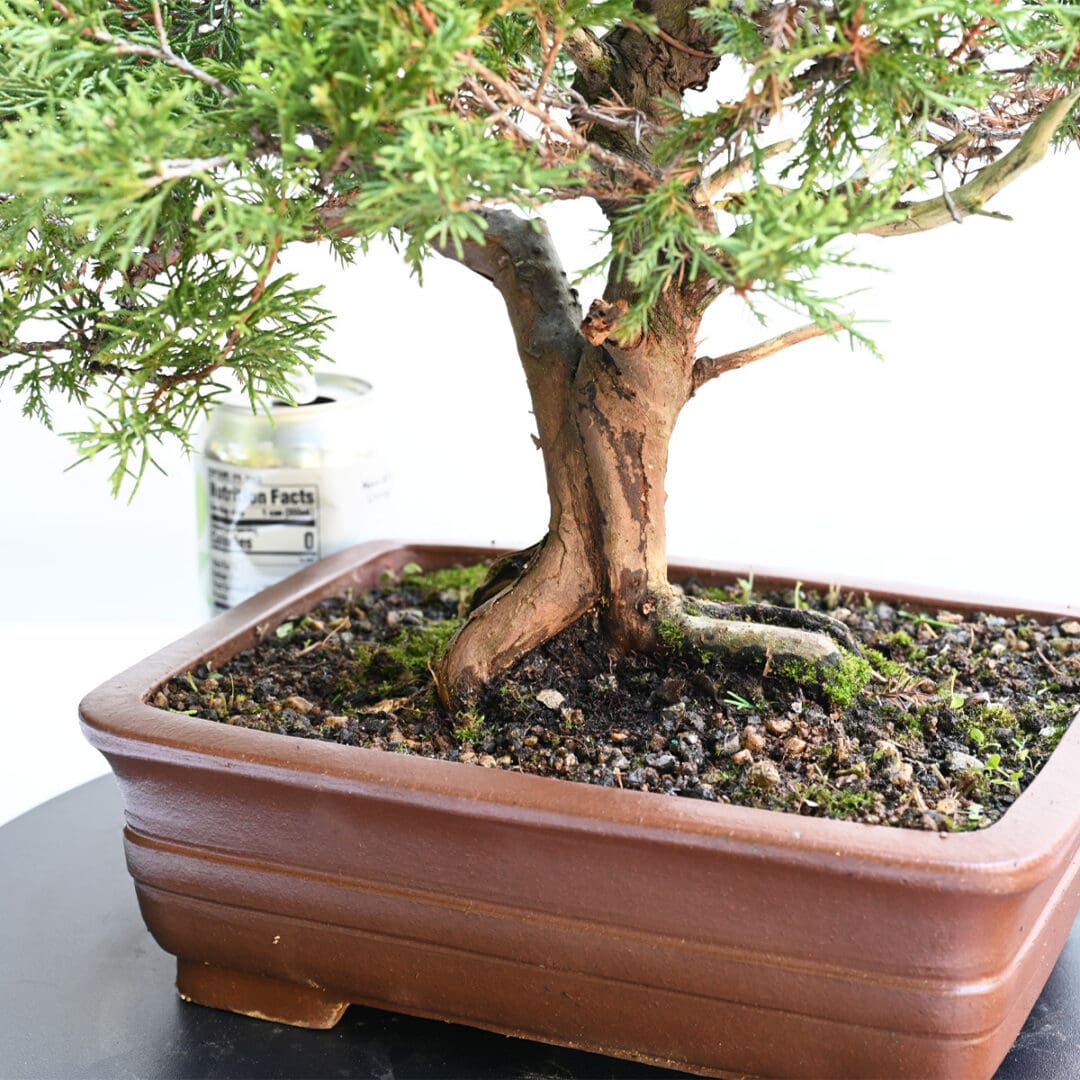 Itoigawa Shimpaku Juniper Bonsai
