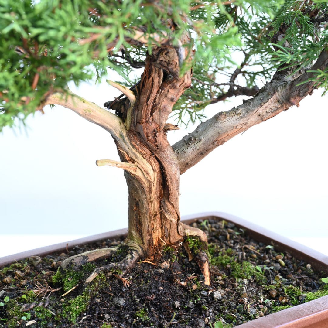 Itoigawa Shimpaku Juniper Bonsai