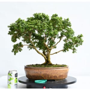 Kingsville Boxwood Bonsai