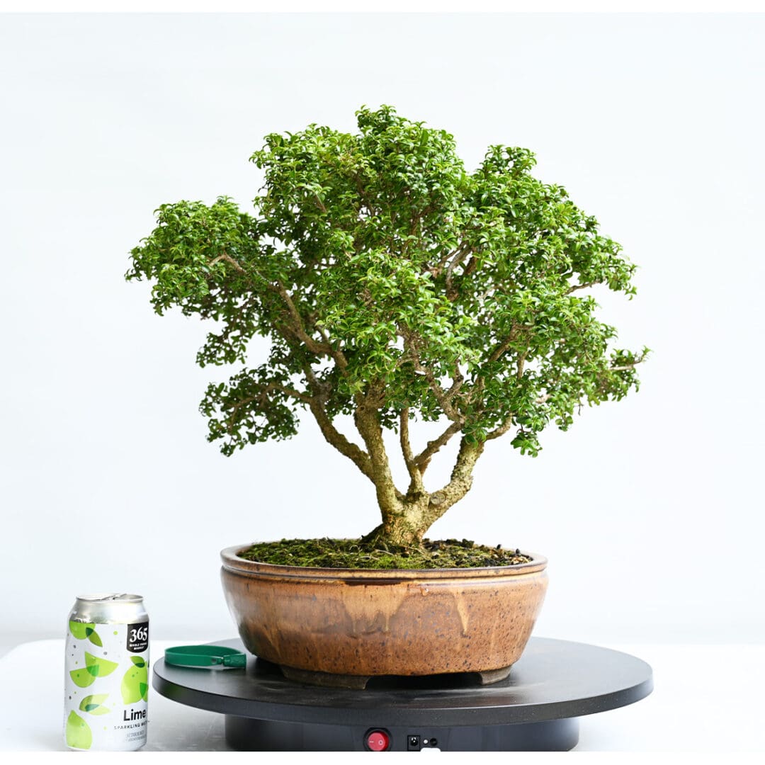 Kingsville Boxwood Bonsai