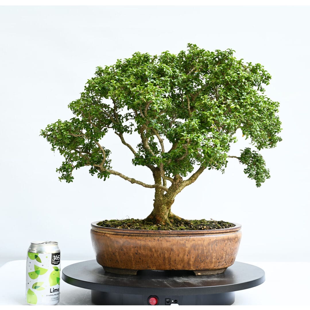 Kingsville Boxwood Bonsai