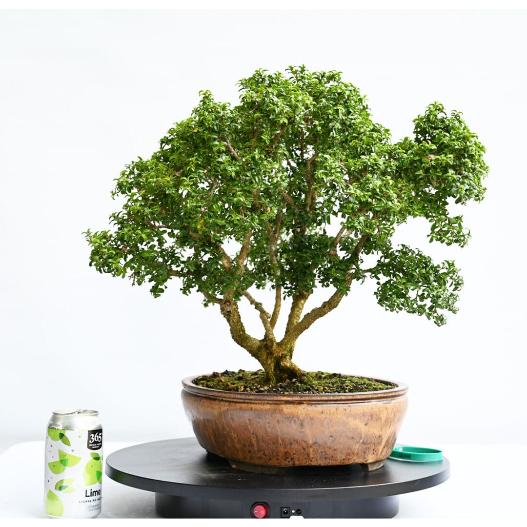 Kingsville Boxwood Bonsai