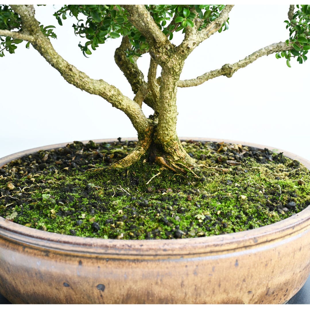 Kingsville Boxwood Bonsai