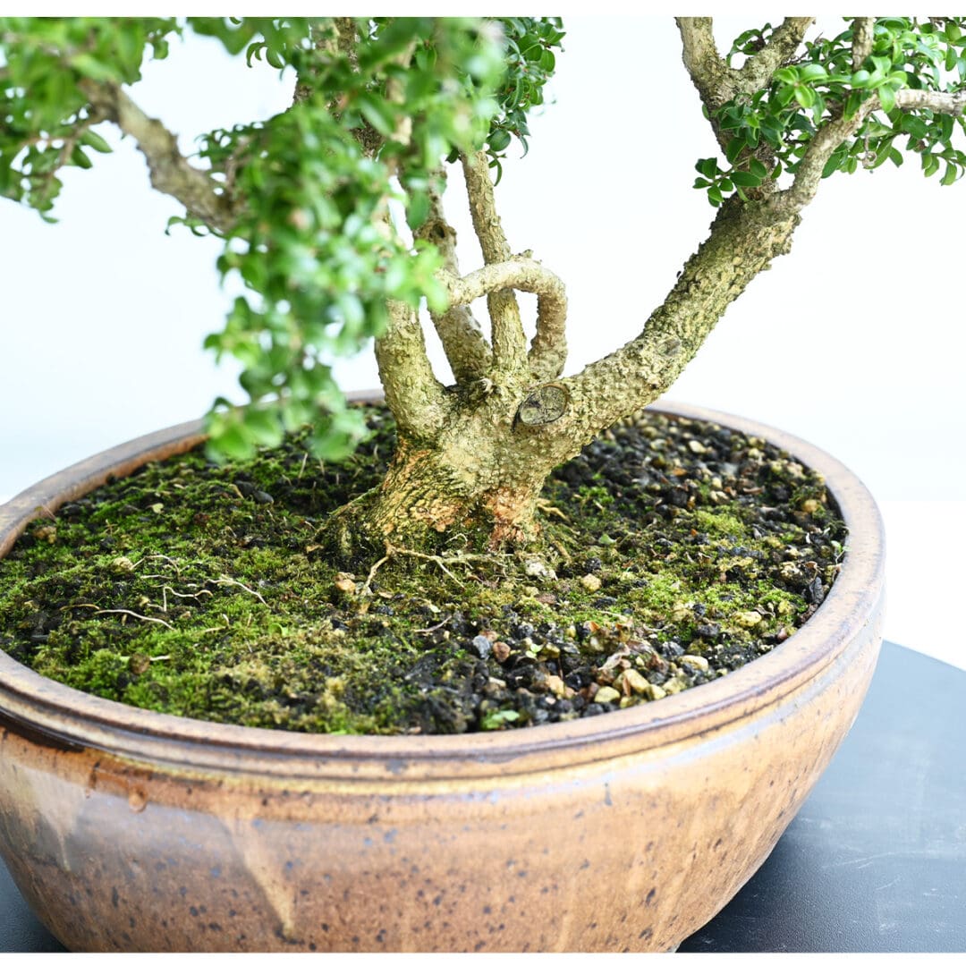 Kingsville Boxwood Bonsai