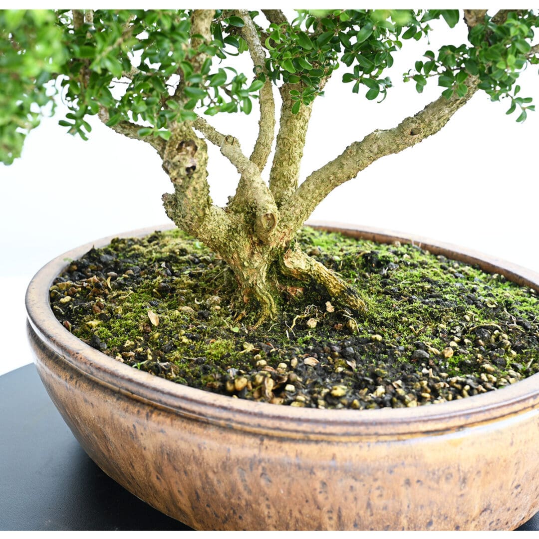 Kingsville Boxwood Bonsai