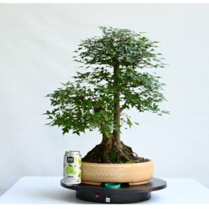 Trident Maple
