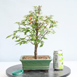 Zelkova Bonsai