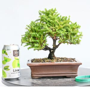 Dwarf Japanese Cedar