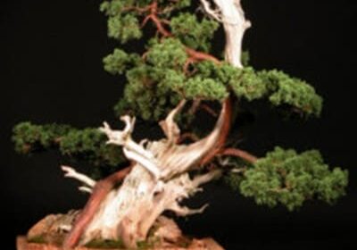 Gnarled juniper bonsai with twisted trunk