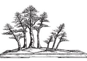 Ink drawing of miniature forest on tray