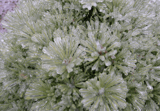 Ice-coated green plant rosettes