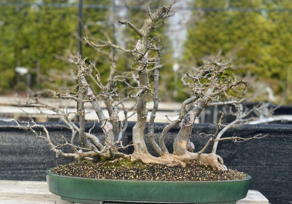 Multi-trunk leafless bonsai in green pot